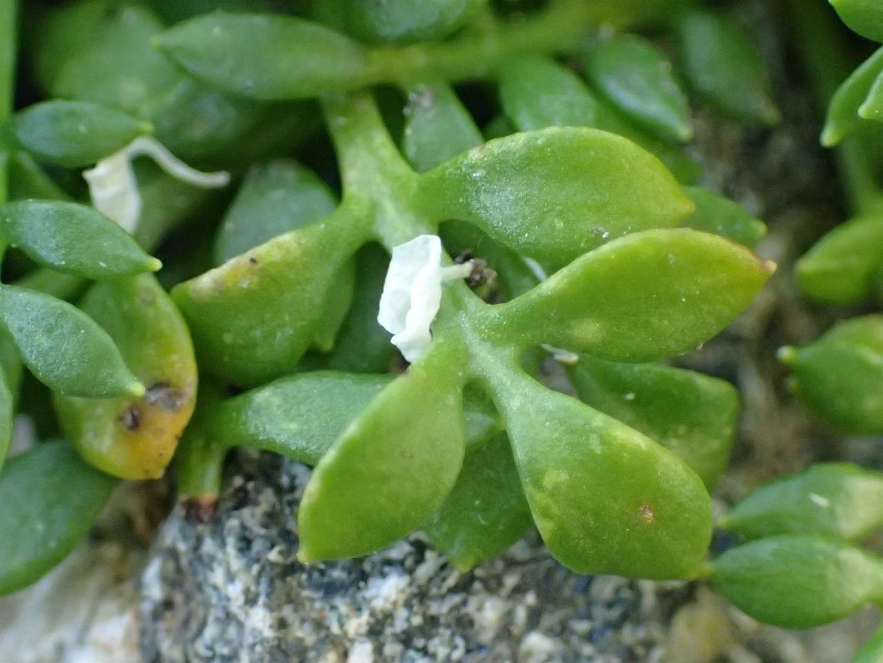 Hornungia alpina fruit