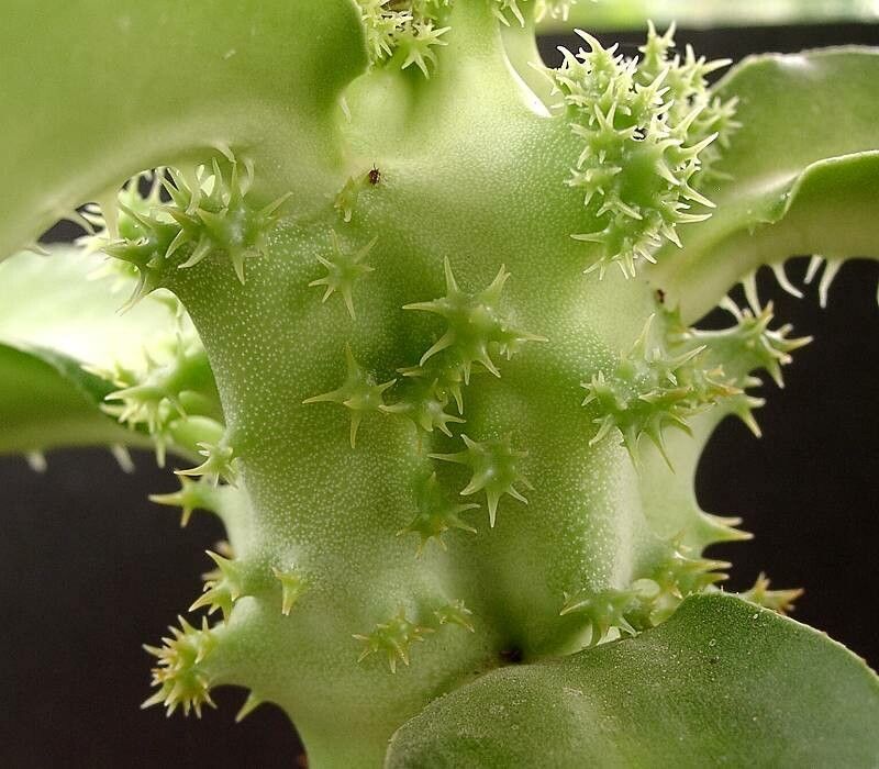 Euphorbia spectabilis — houseplant care guide