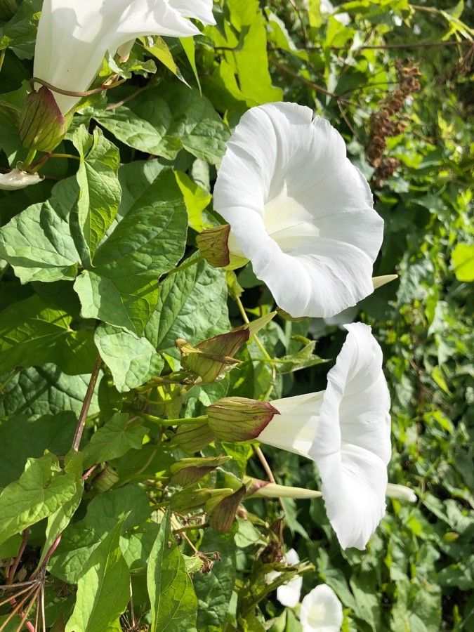 Calystegia silvatica flower