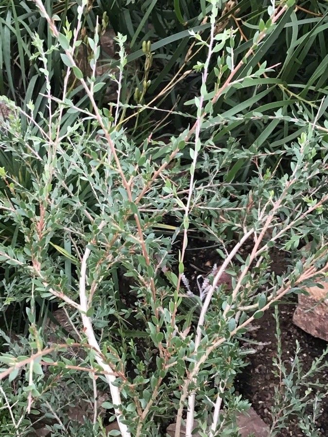 Melaleuca thymoides — houseplant care guide