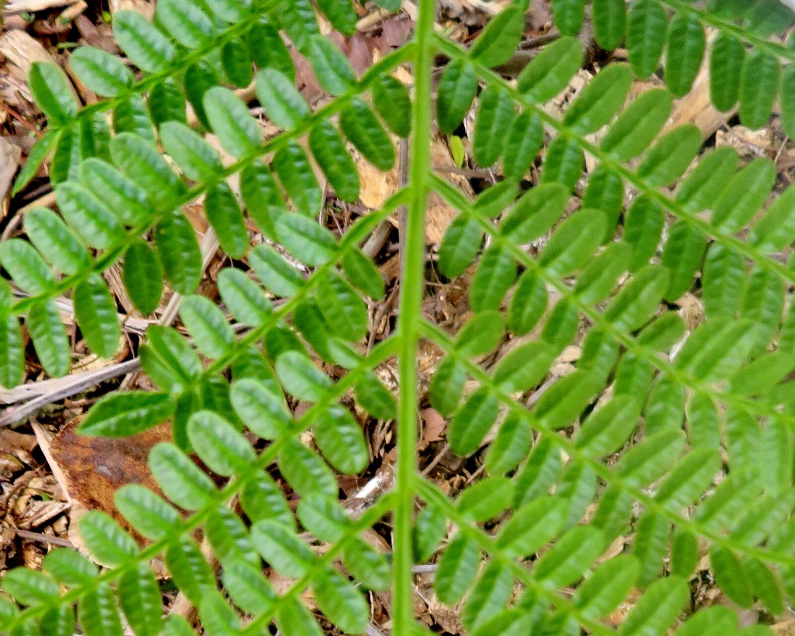 Jacaranda decurrens — search result for 'Jacaranda'