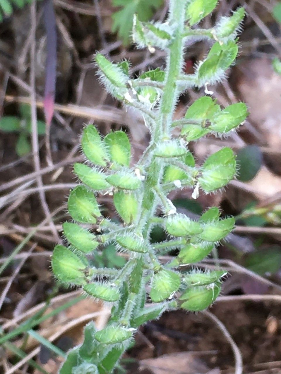 Lepidium hirtum fruit