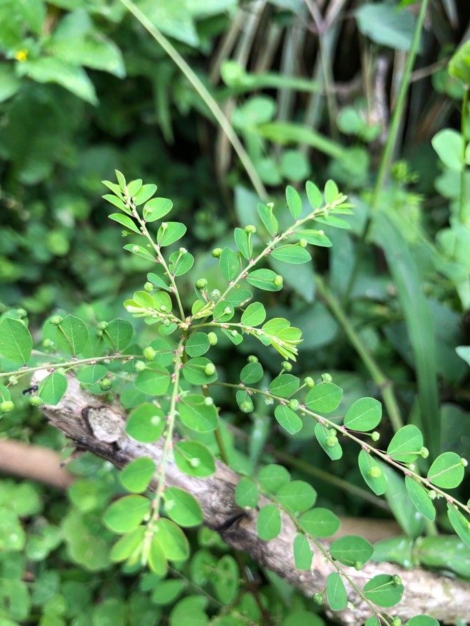 Phyllanthus niruri