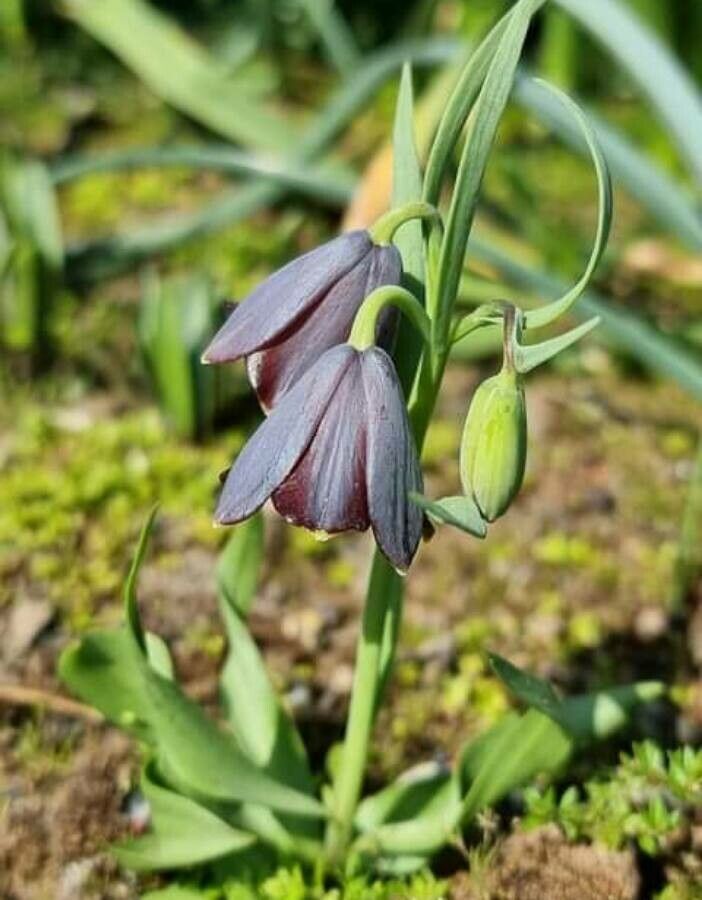 Fritillaria ehrhartii — houseplant care guide