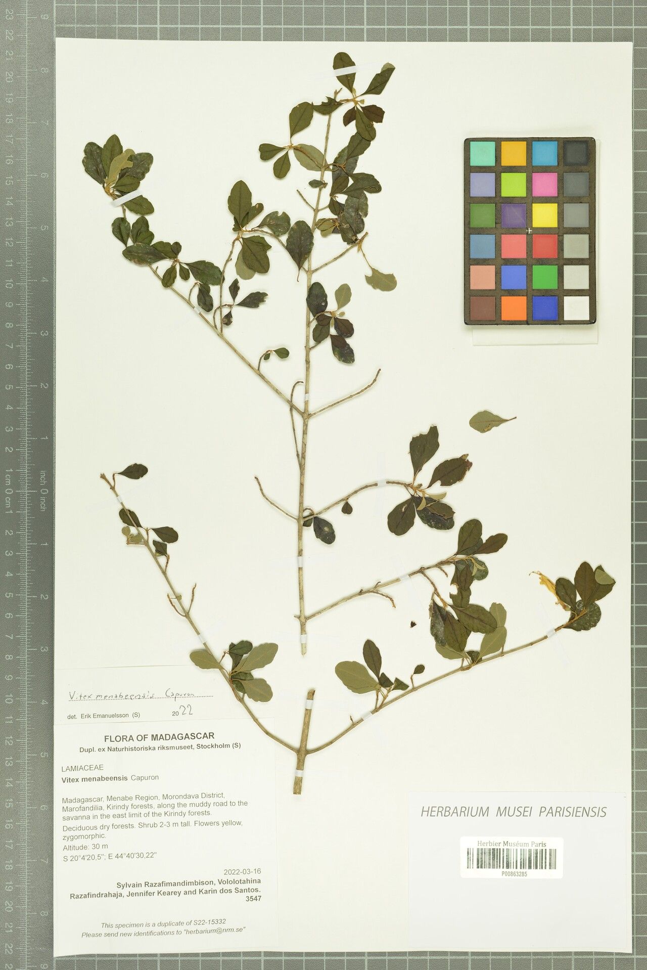 Vitex menabeensis — houseplant care guide