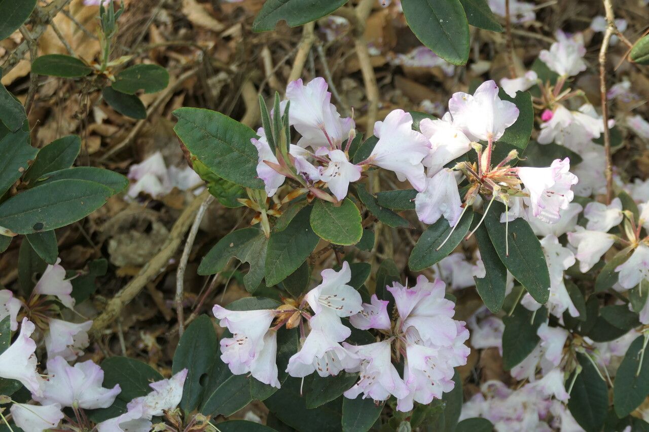 Rhododendron adenosum habit