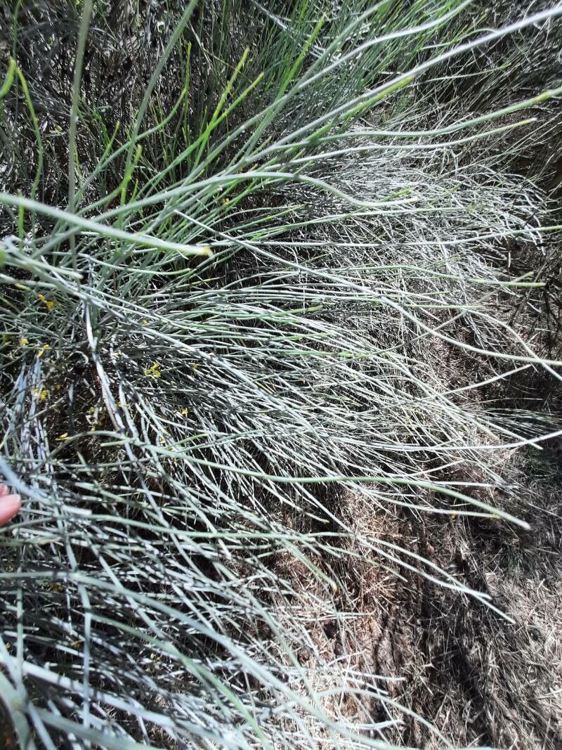 Phoradendron californicum leaf