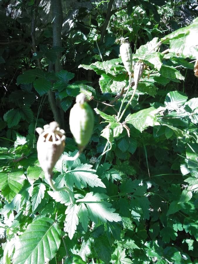 Meconopsis forrestii — search result for 'Meconopsis'