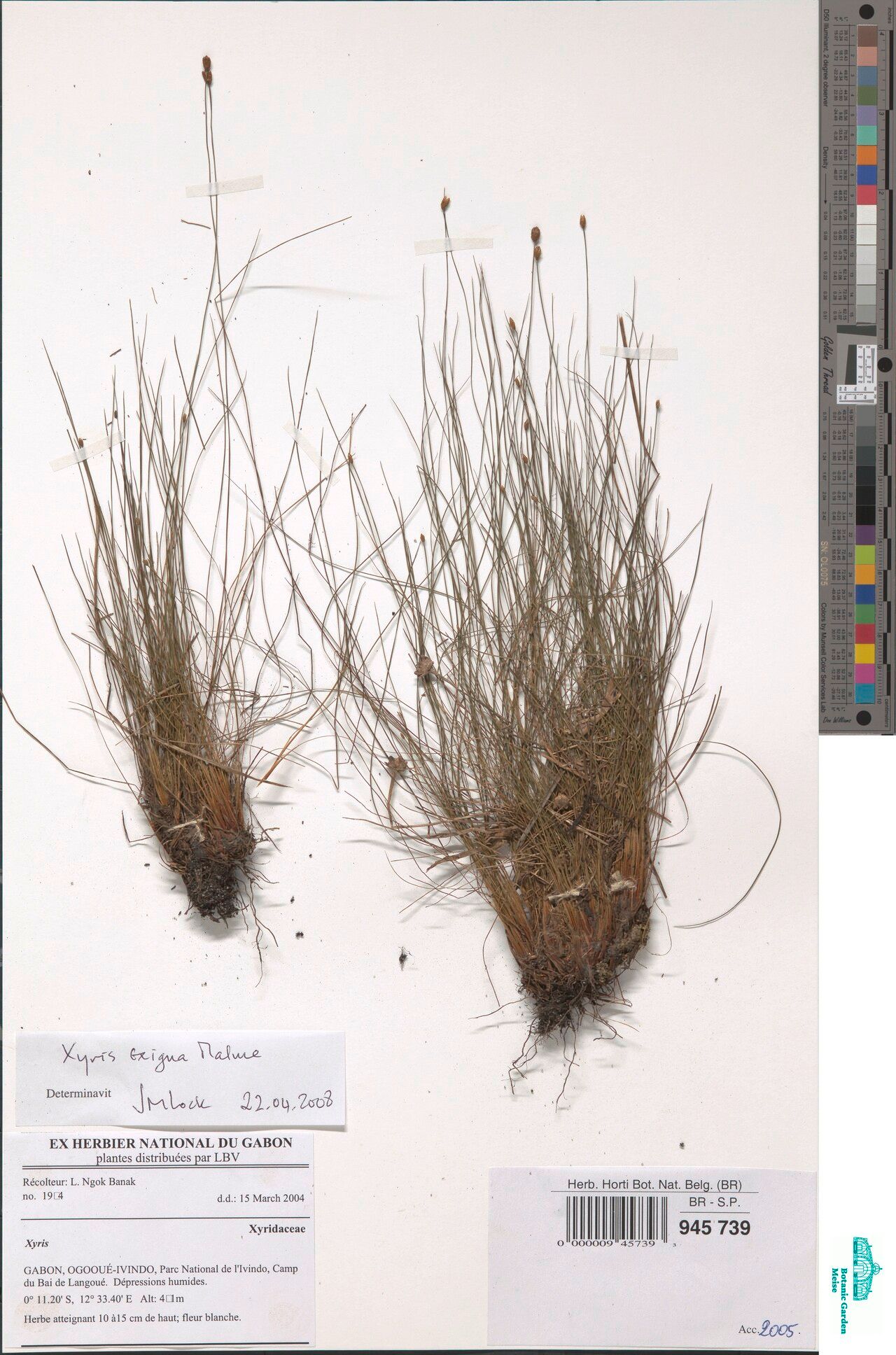 Xyris exigua — search result for 'Xyris'