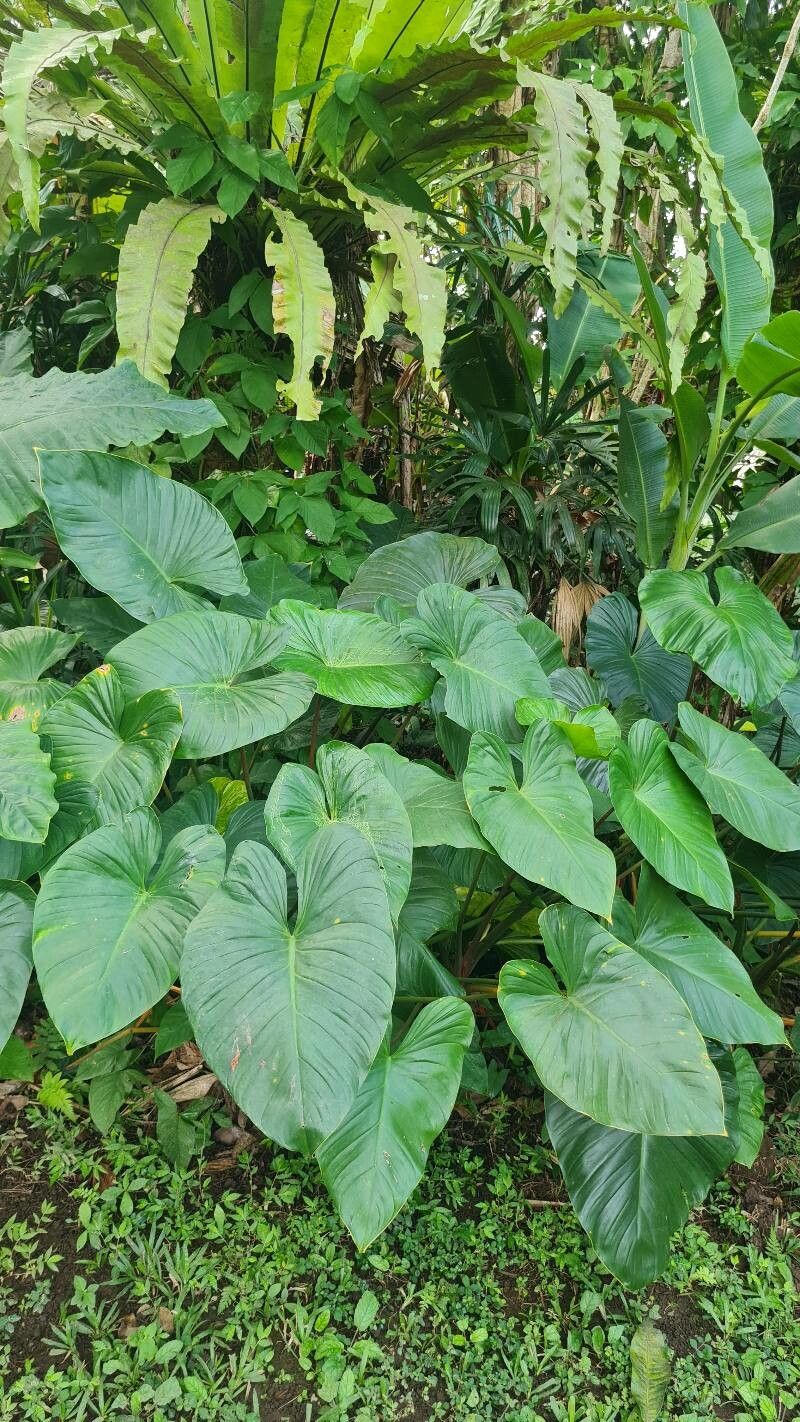 Homalomena cordata leaf