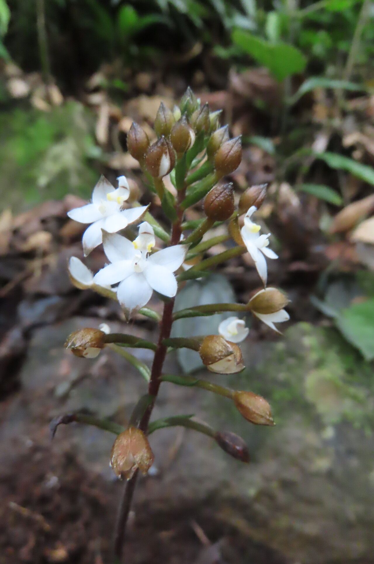 Cranichis lankesteri flower