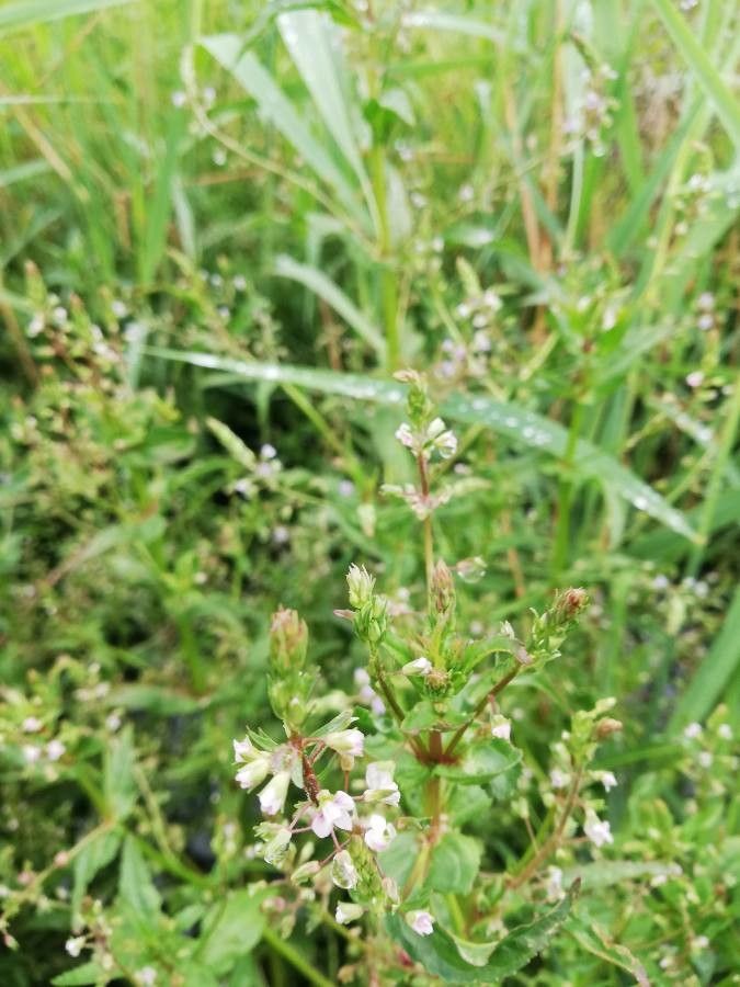 Veronica catenata — search result for 'Azores'