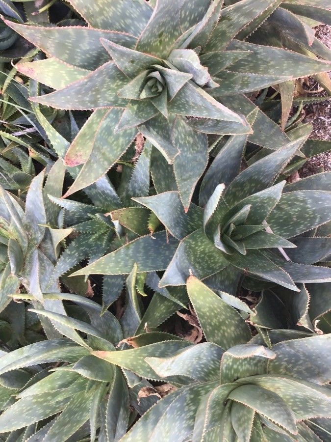 Aloe camperi — search result for 'Somalia'