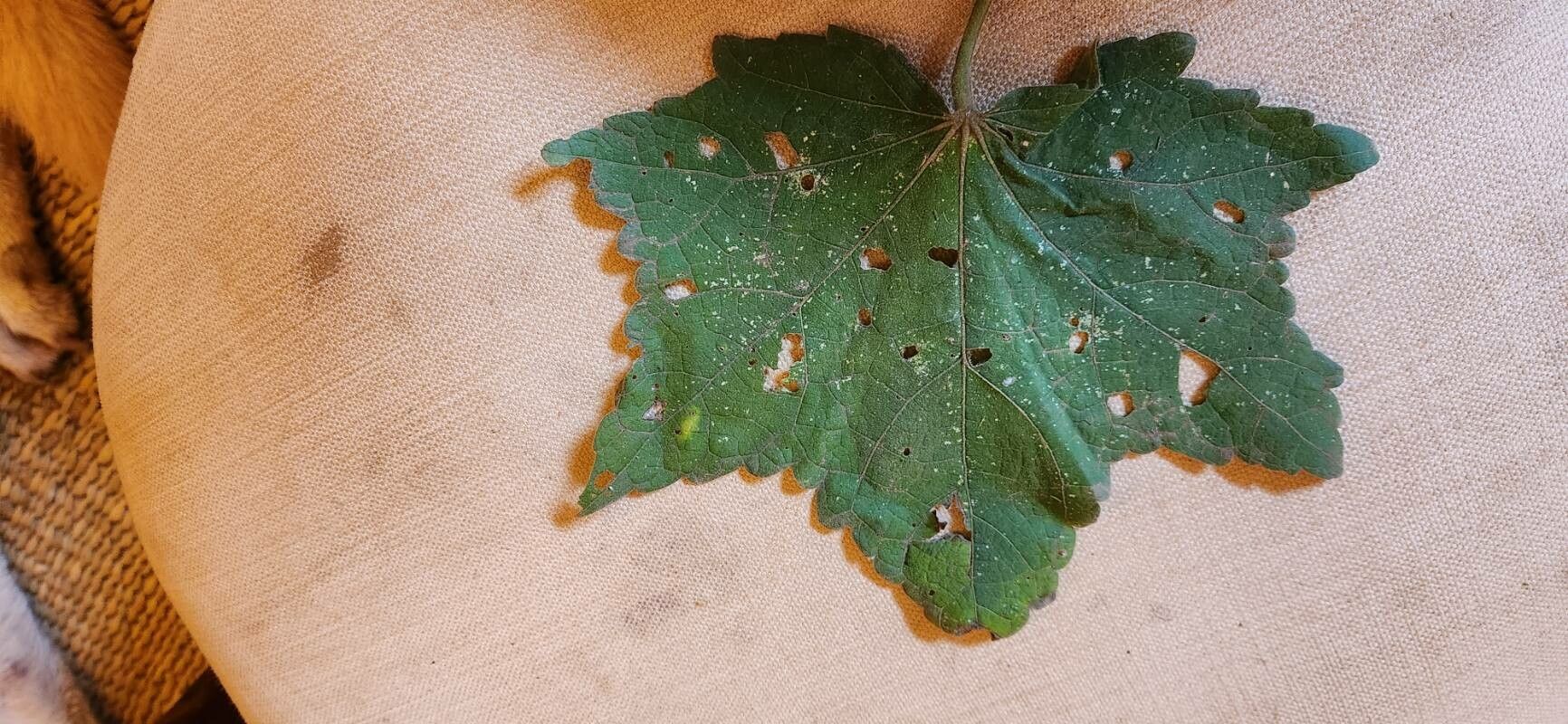 Pavonia urens — search result for 'Pavonia'