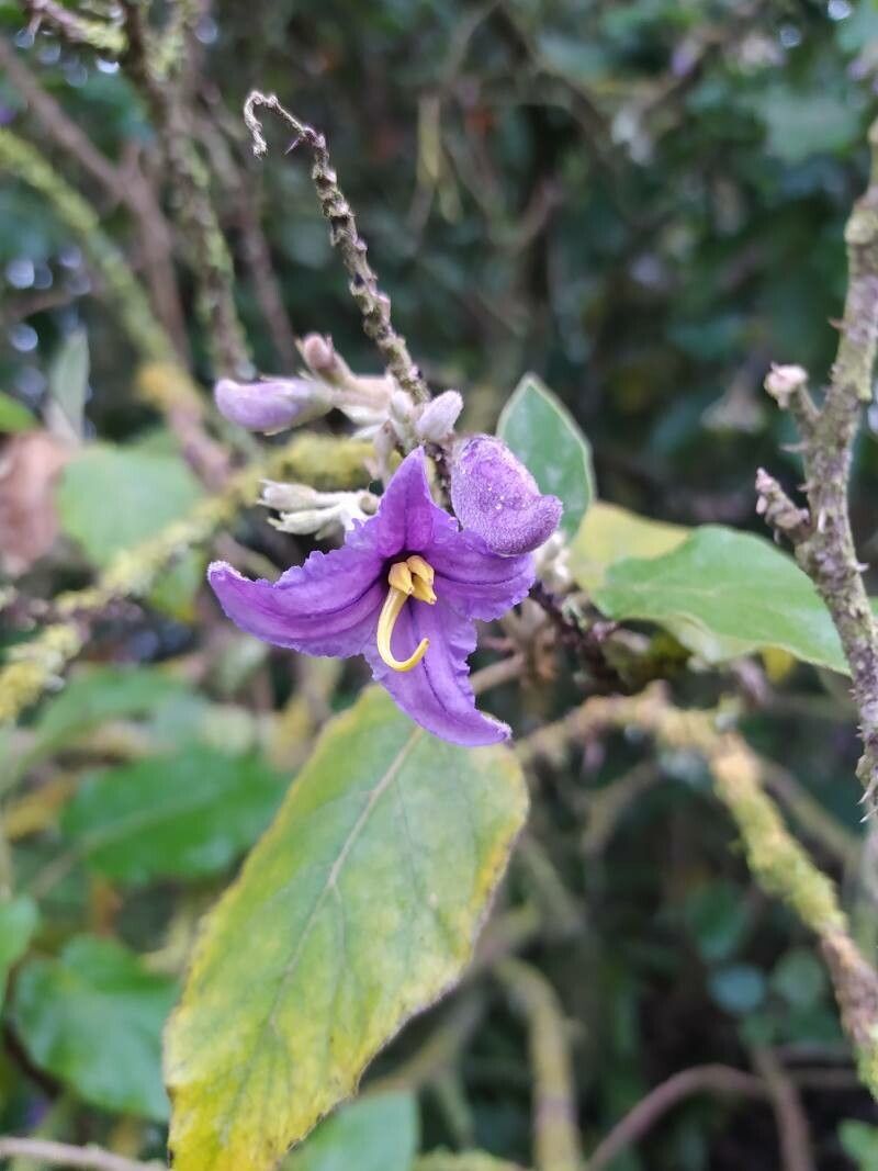 Solanum vespertilio flower