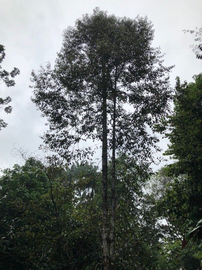 Dryobalanops aromatica habit