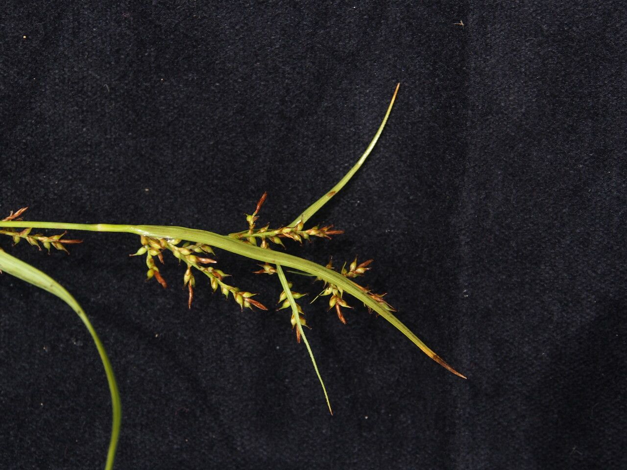 Carex filicina — houseplant care guide