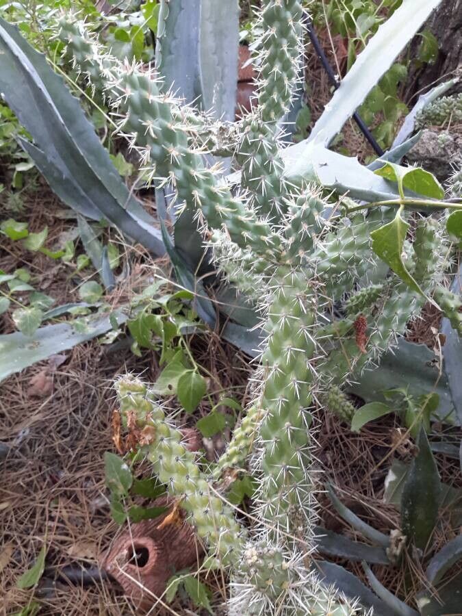 Austrocylindropuntia cylindrica leaf