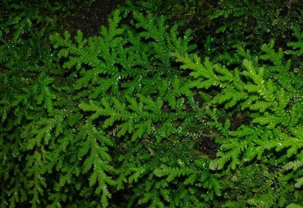 Selaginella flagellata habit