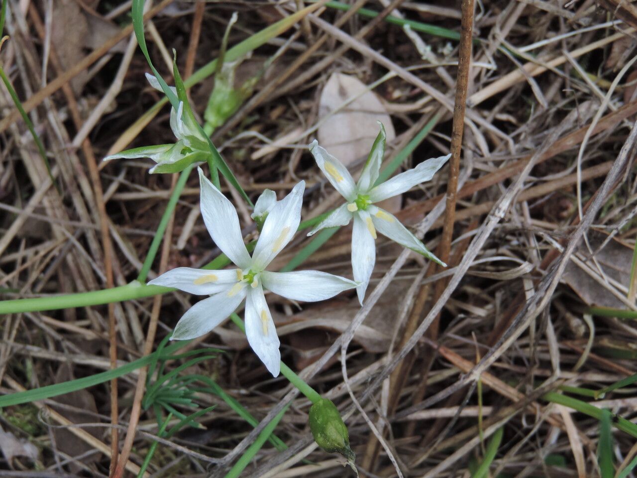 Ornithogalum corsicum flower