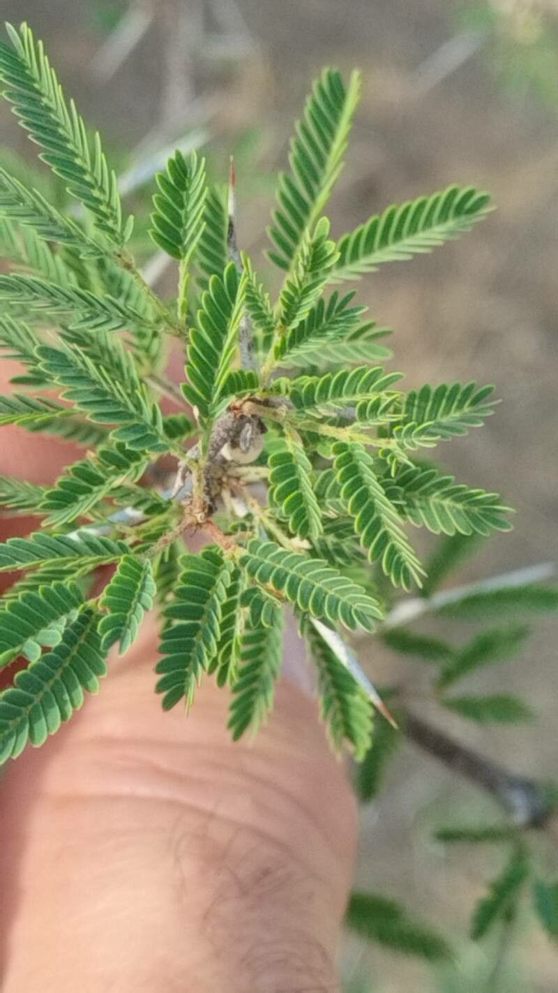 Vachellia tortuosa — search result for 'Vachellia'