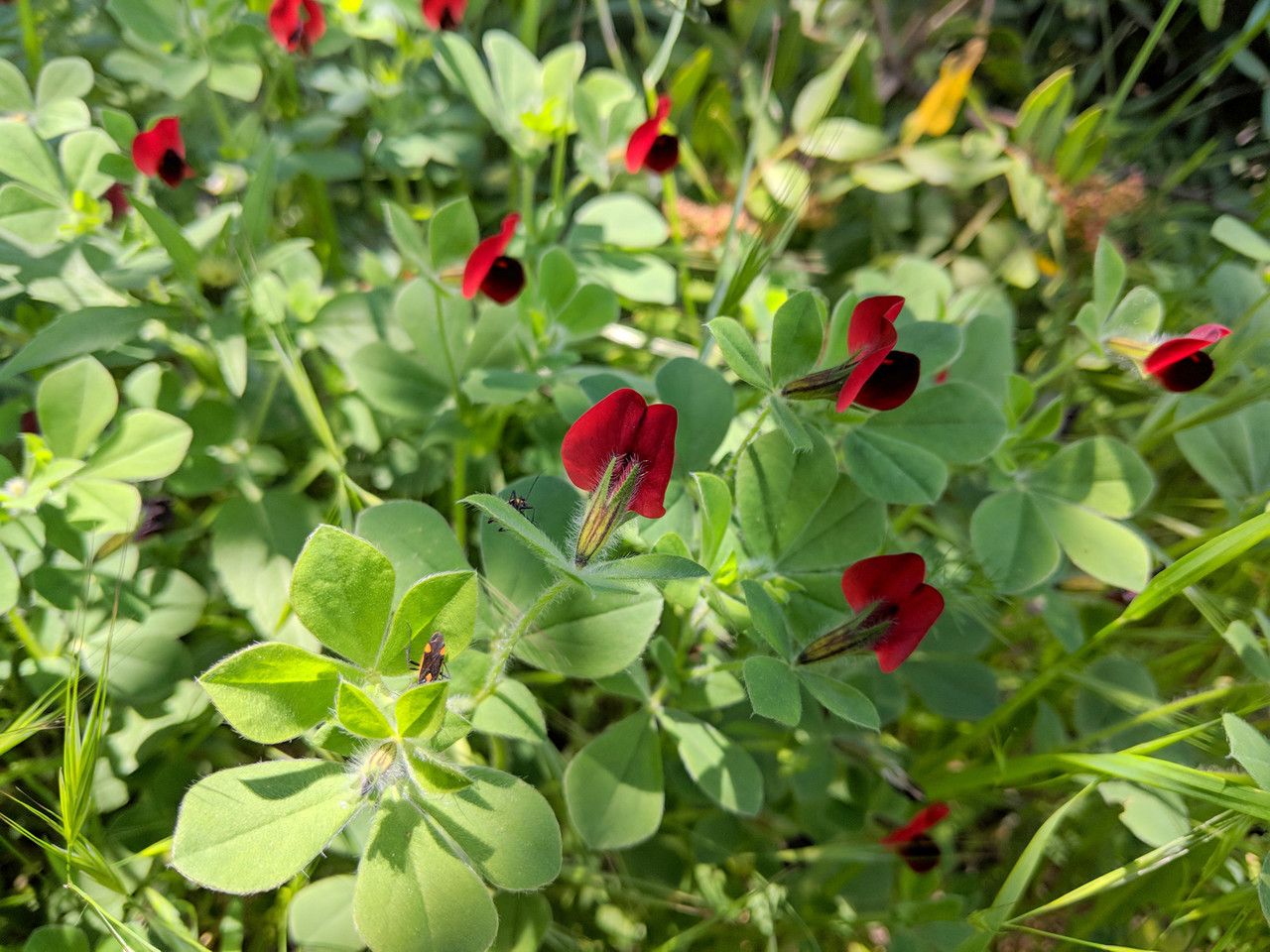 Lotus tetragonolobus fruit