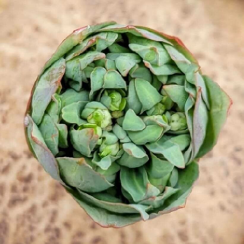 Euphorbia rapulum — houseplant care guide