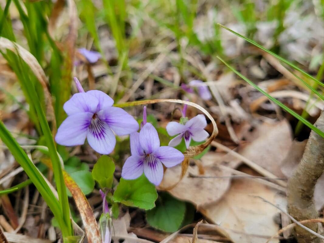 Viola rostrata flower