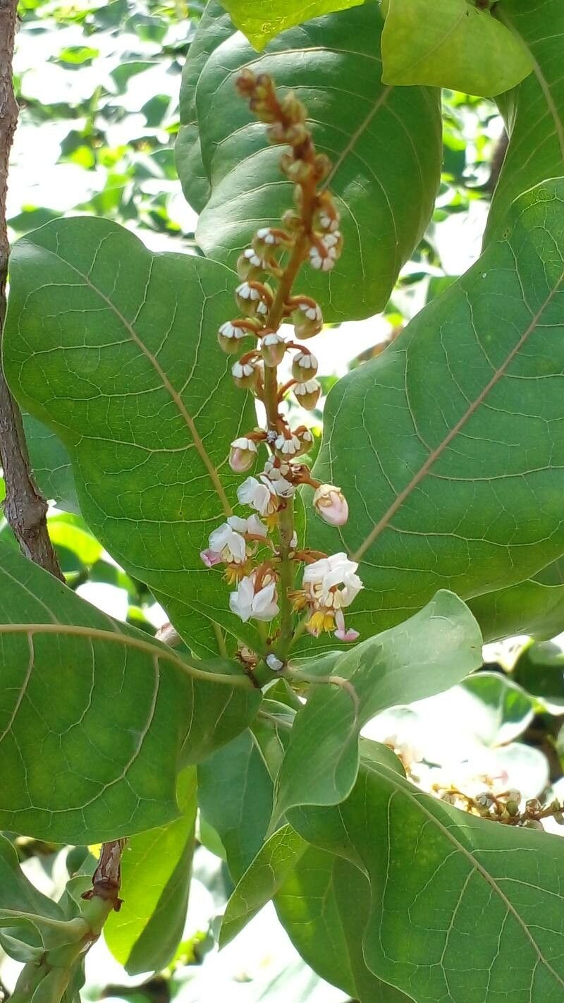 Byrsonima coccolobifolia flower