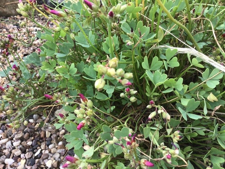 Oxalis squamata — search result for 'Oxalis'