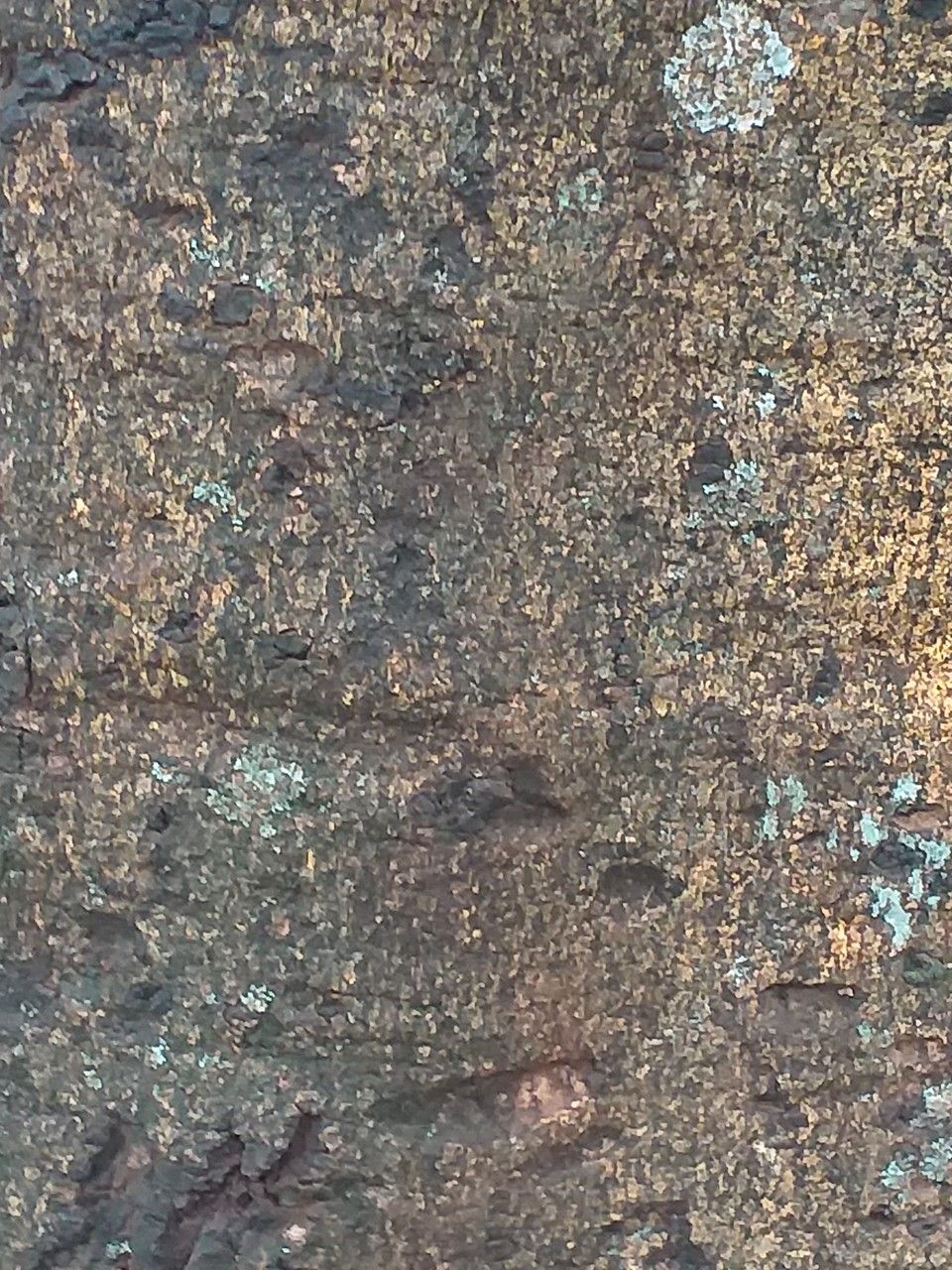 Elaeodendron buchananii bark
