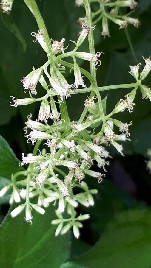 Mikania Micrantha flower