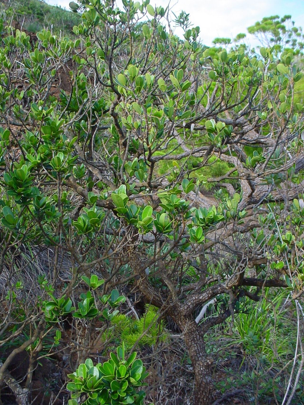 Pichonia deplanchei habit