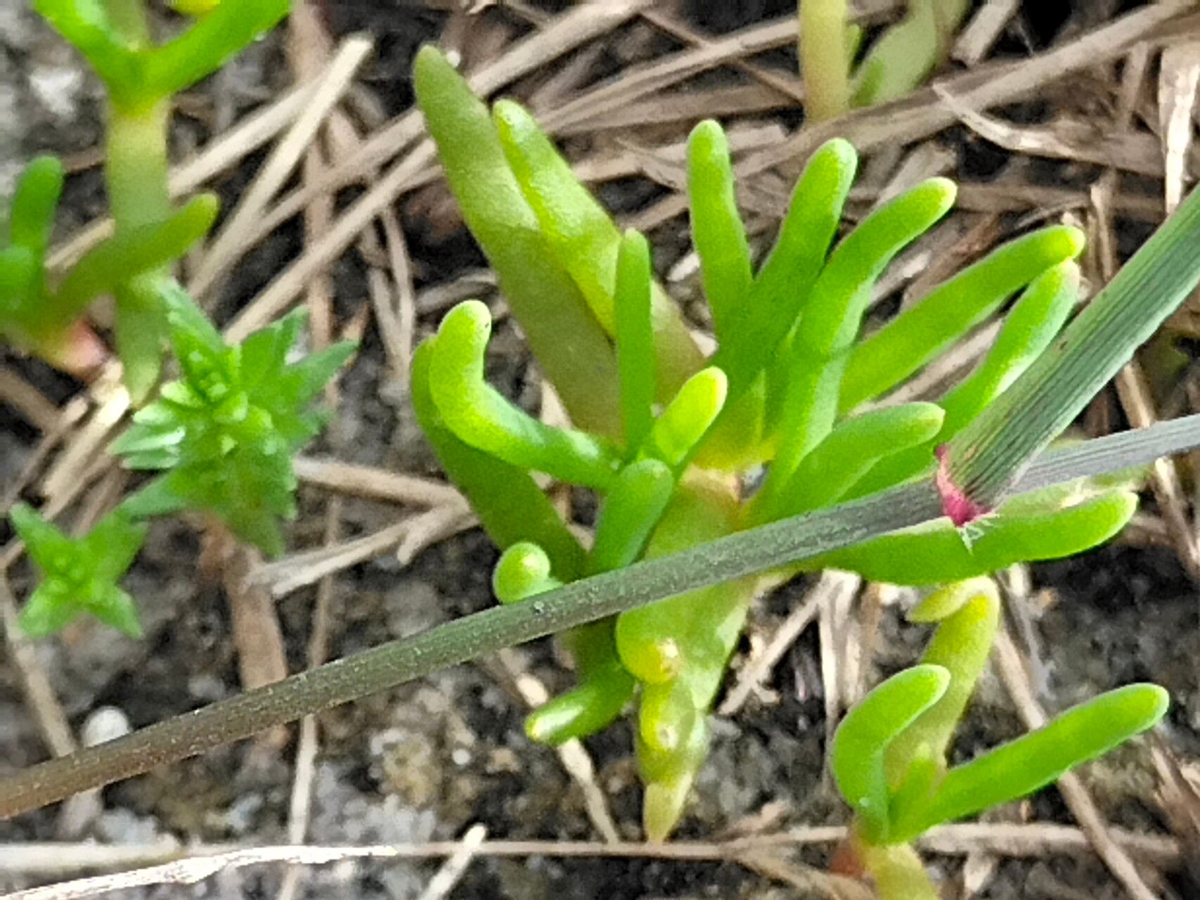 Disphyma crassifolium — search result for 'Aizoaceae'