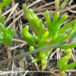 Disphyma crassifolium