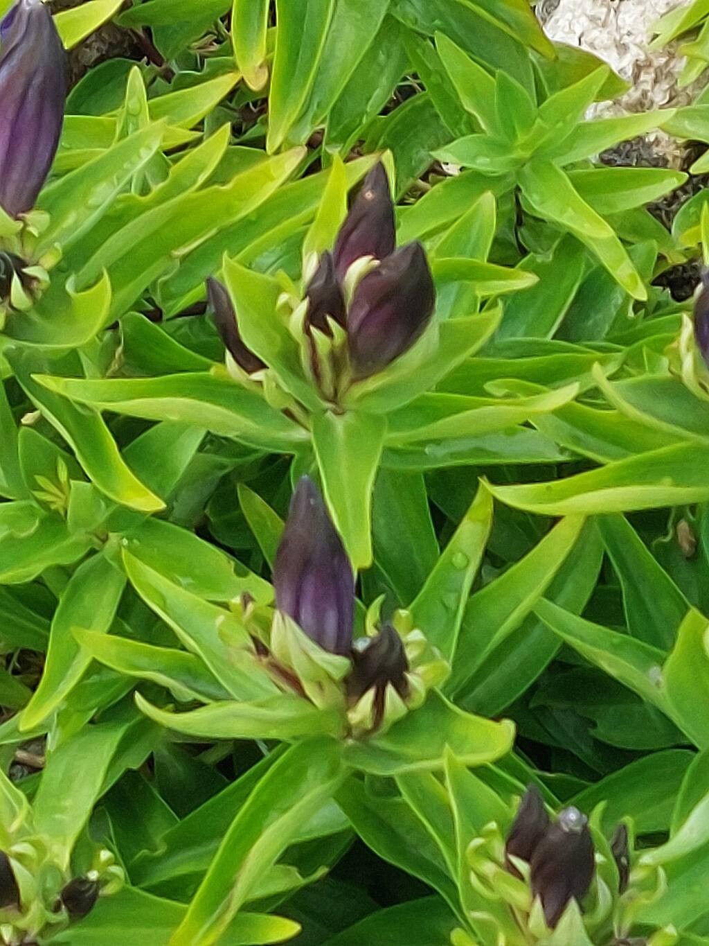 Gentiana atuntsiensis flower