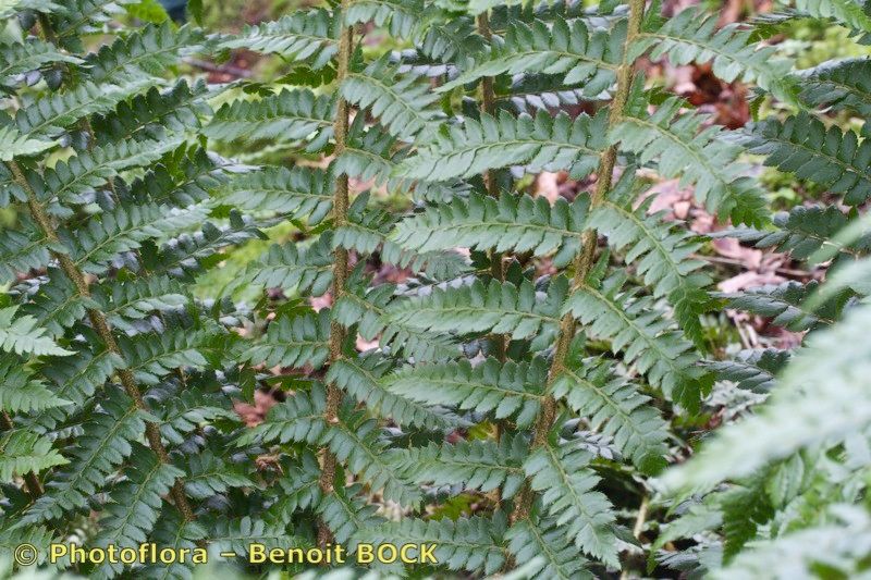 Polystichum × luerssenii other