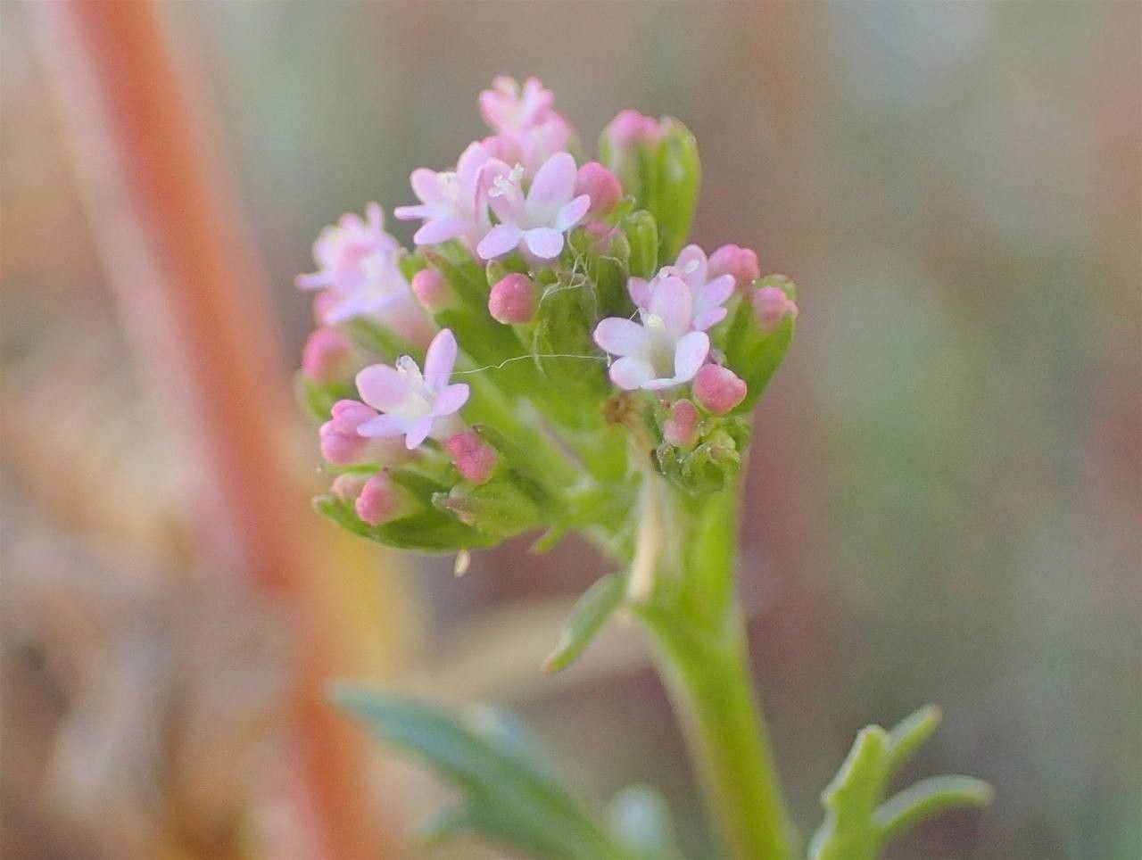 Centranthus calcitrapa habit