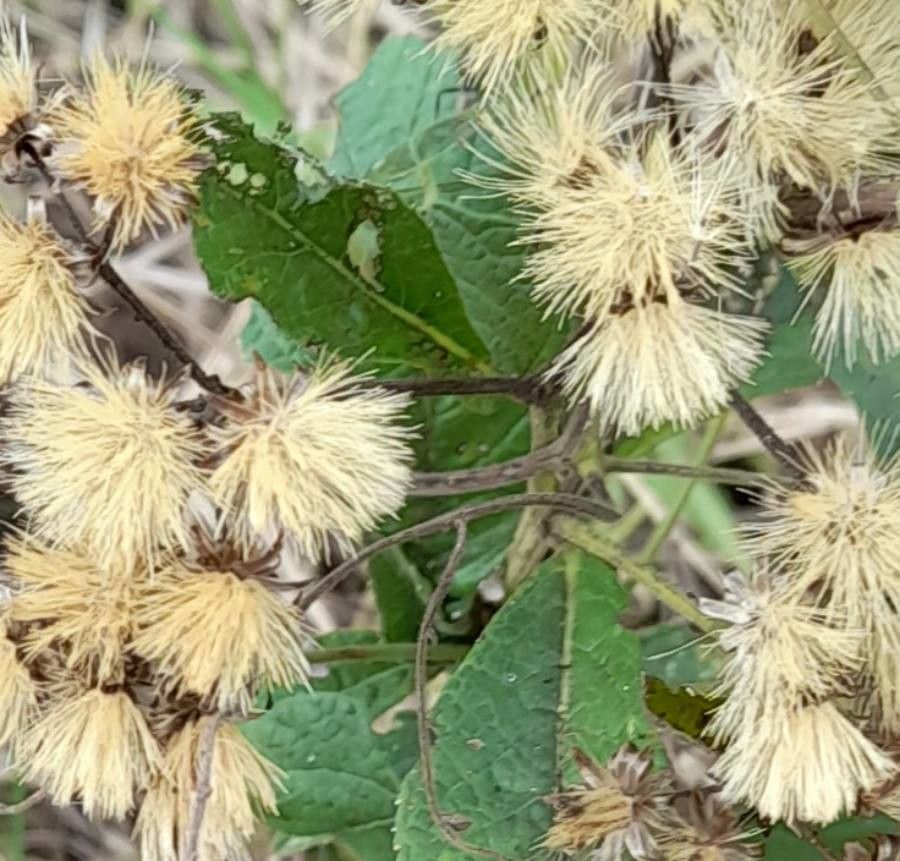 Vernonanthura tweedieana fruit