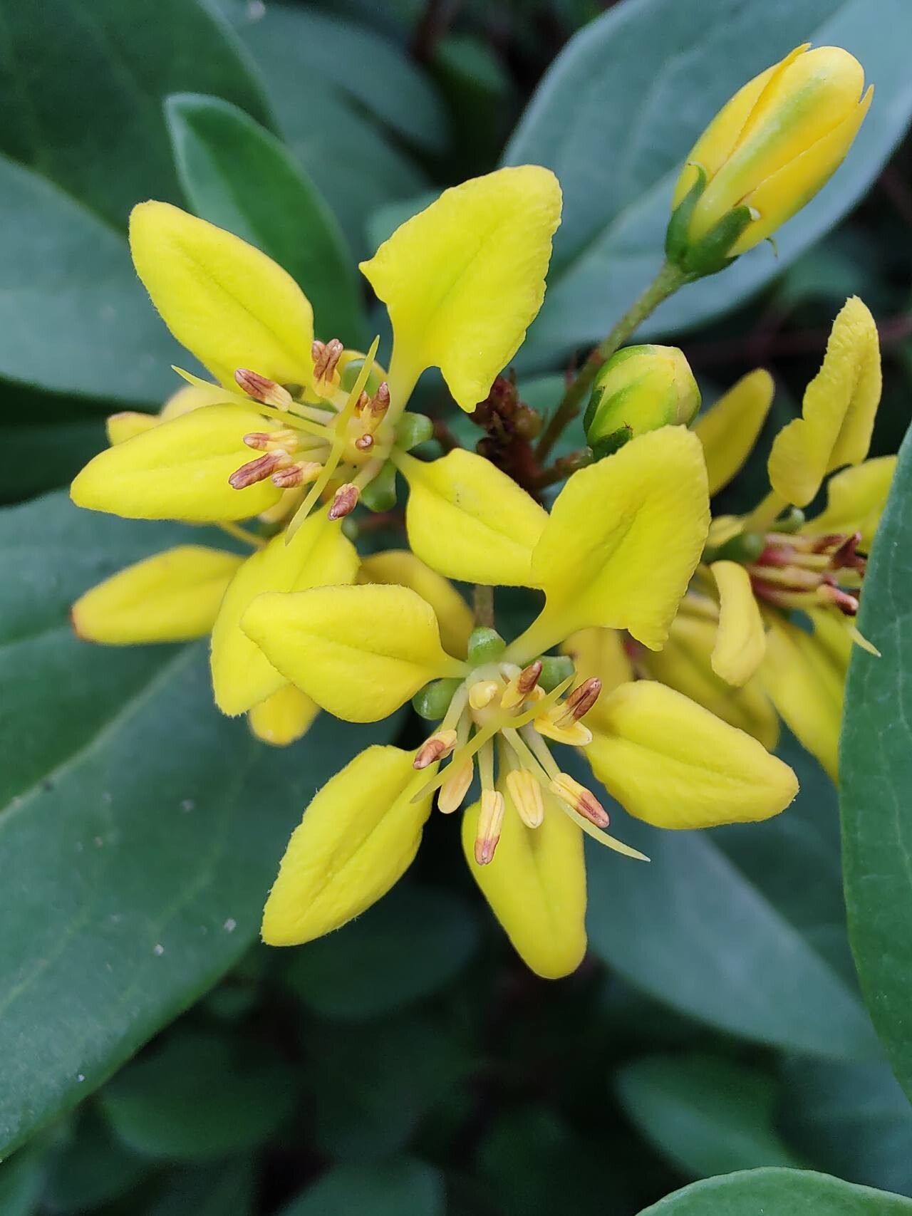 Galphimia brasiliensis — related species from the same genus