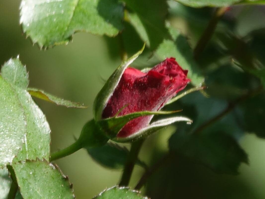 Rosa vosagiaca flower