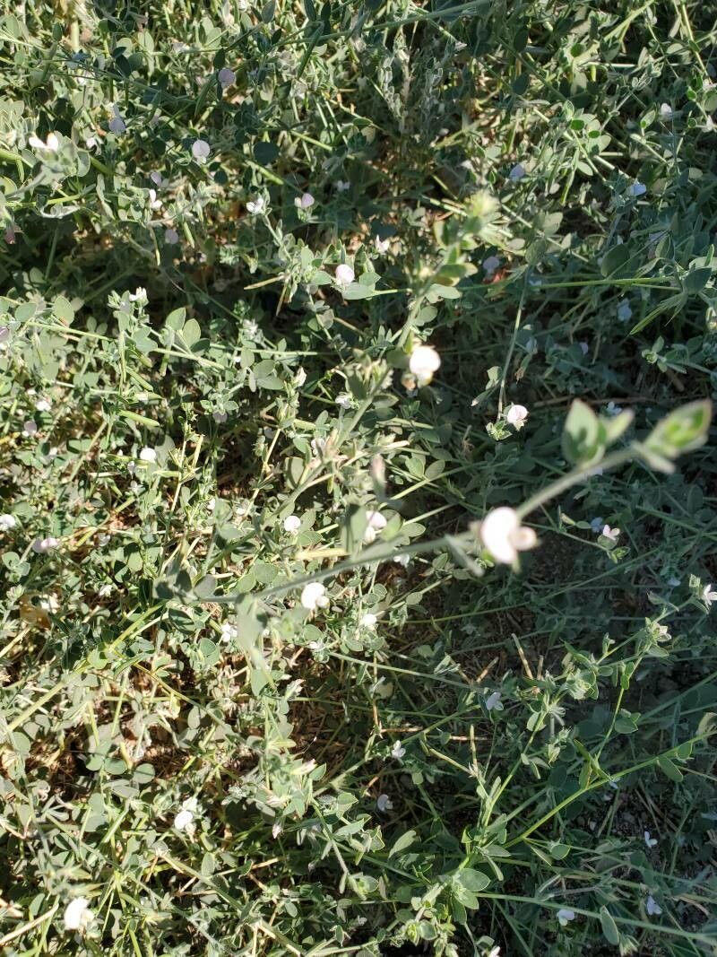 Acmispon americanus leaf