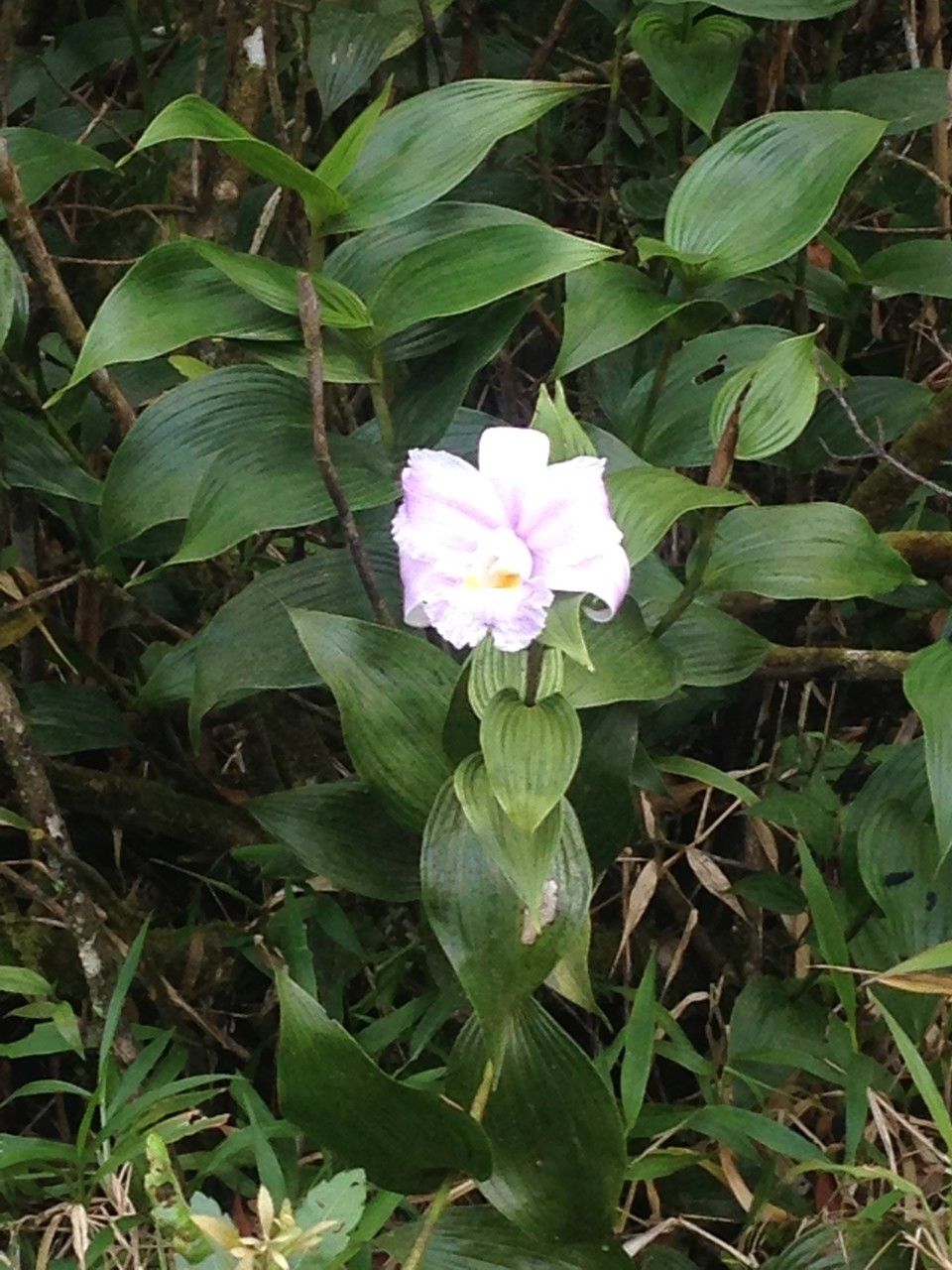 Sobralia warszewiczii habit