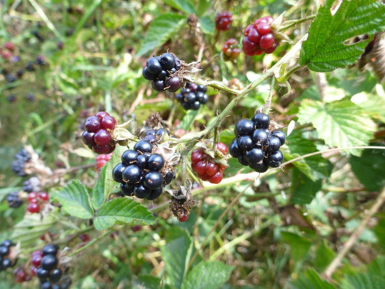 Rubus senticosus fruit