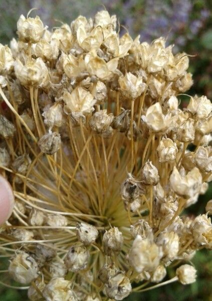 Allium atroviolaceum fruit