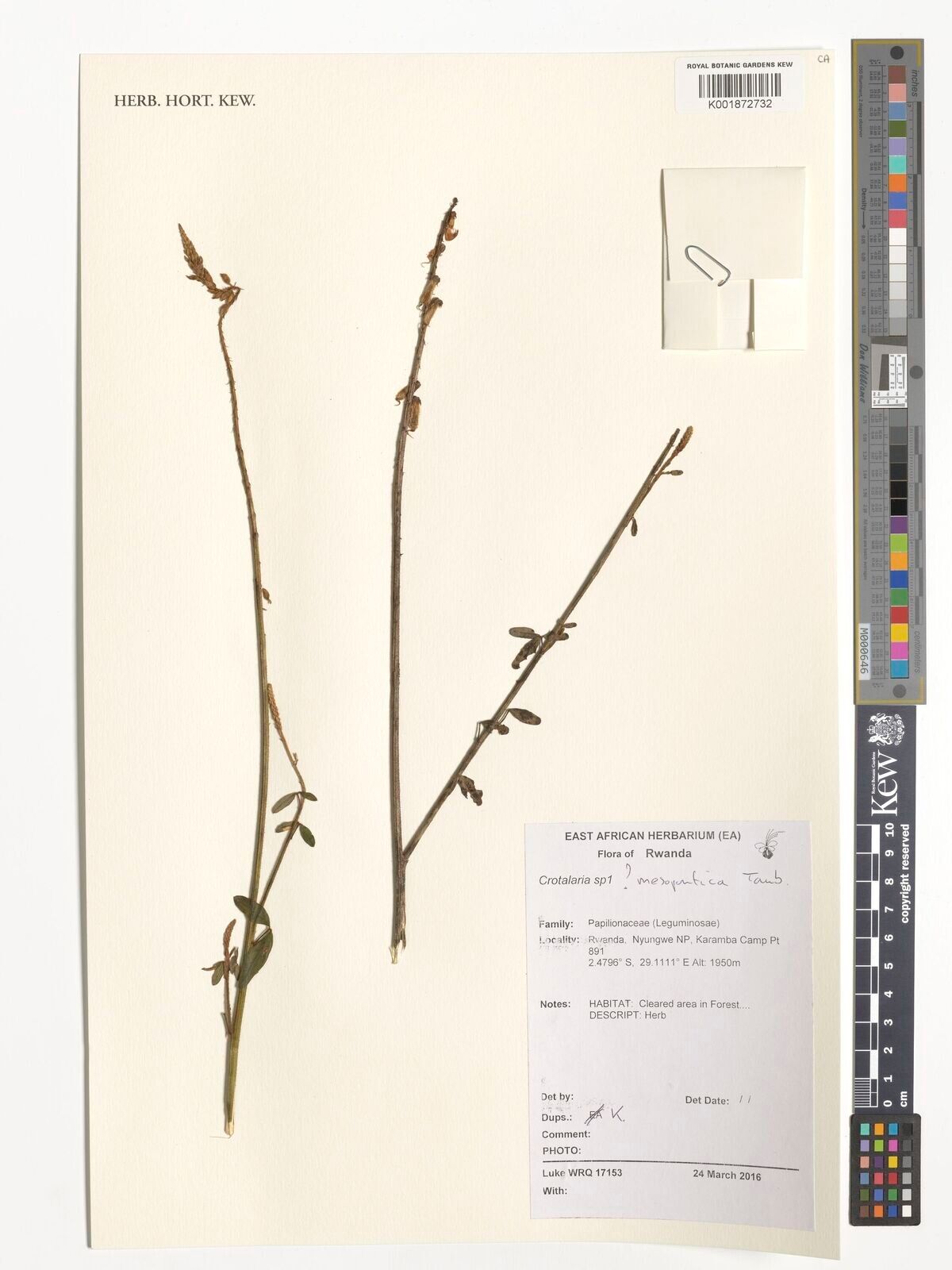 Crotalaria mesopontica — houseplant care guide