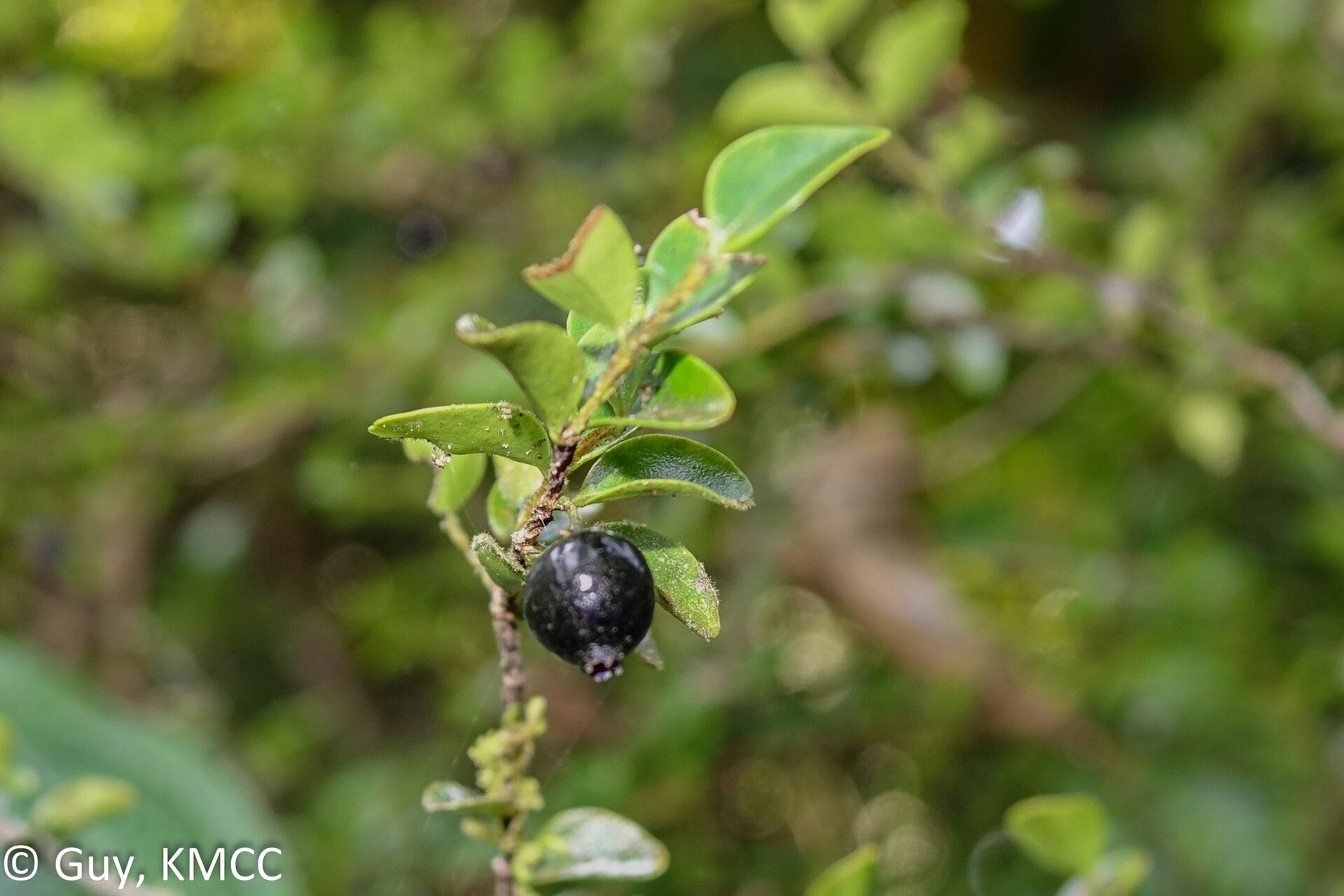 Memecylon amoenum — houseplant care guide