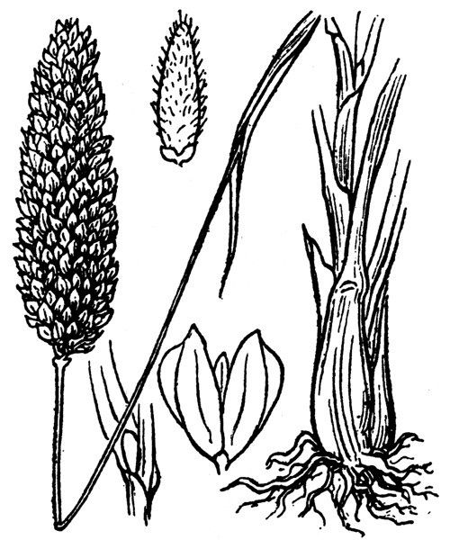 Phalaris truncata — search result for 'Phalaris'