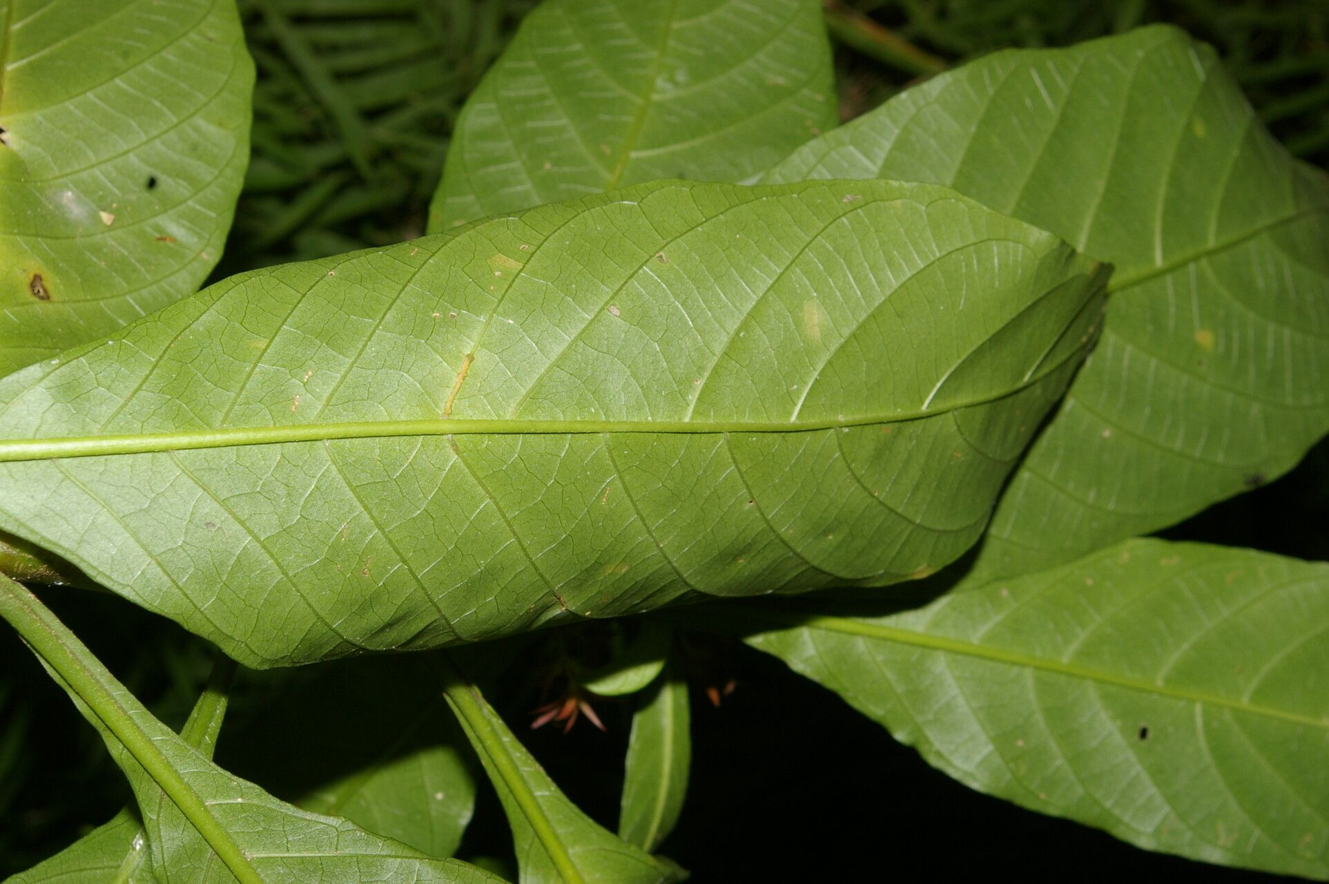 Justicia arborescens — houseplant care guide