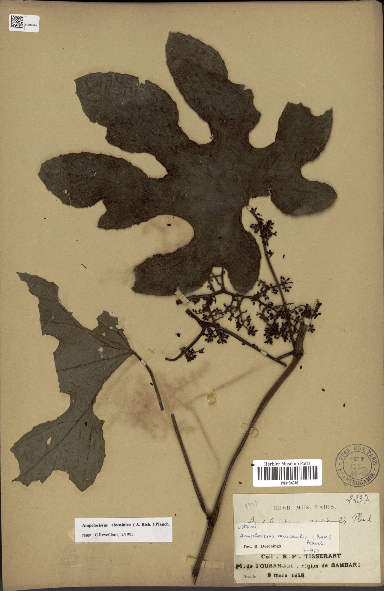 Ampelocissus abyssinica — related species from the same genus